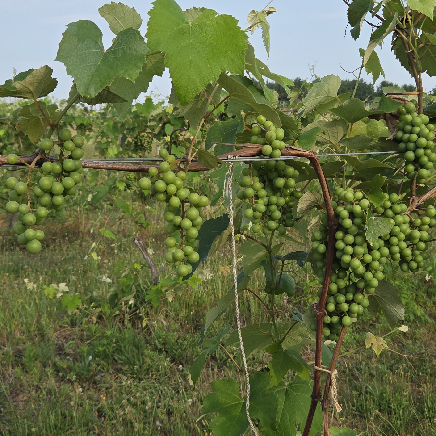 Niagara grapes growing on a grape vine.&nbsp;